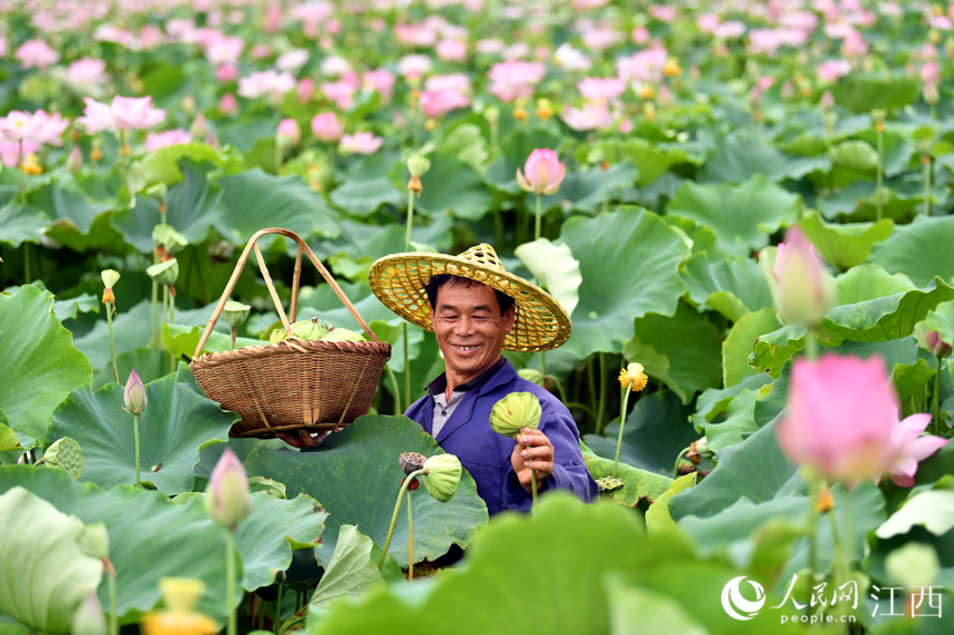 村民正在采摘成熟的莲蓬，脸上洋溢着收获的喜悦。 人民网 时雨摄
