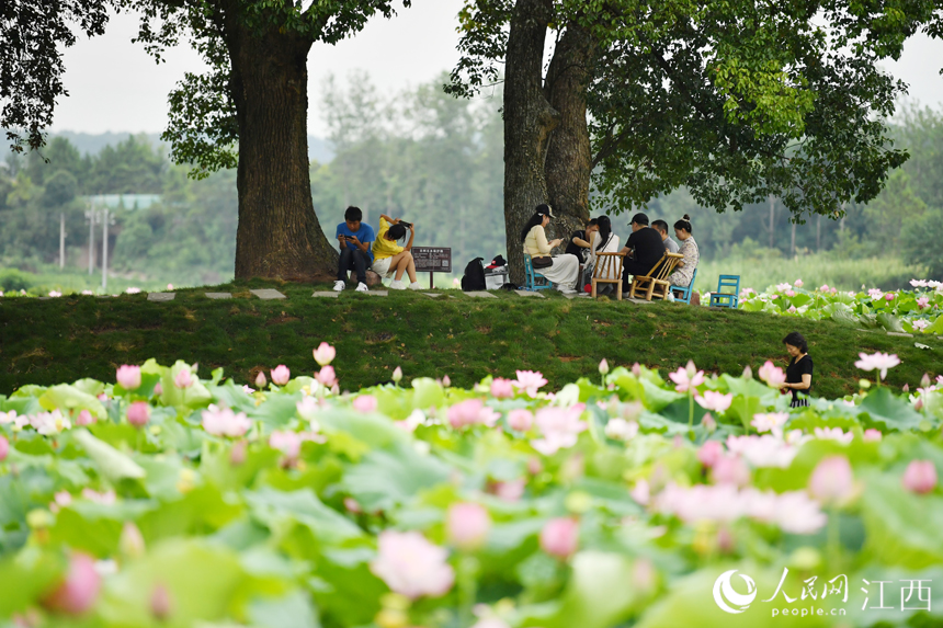 莲花美景吸引着省内外游客来“打卡”。 人民网 时雨摄