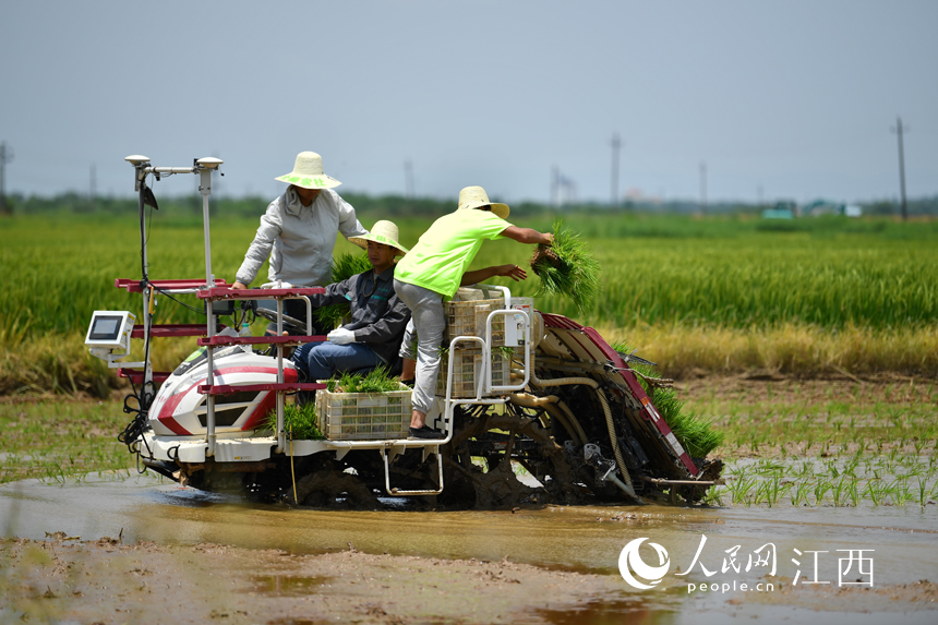 農技人員正在往無人駕駛插秧機內裝載晚稻秧苗。人民網 時雨攝