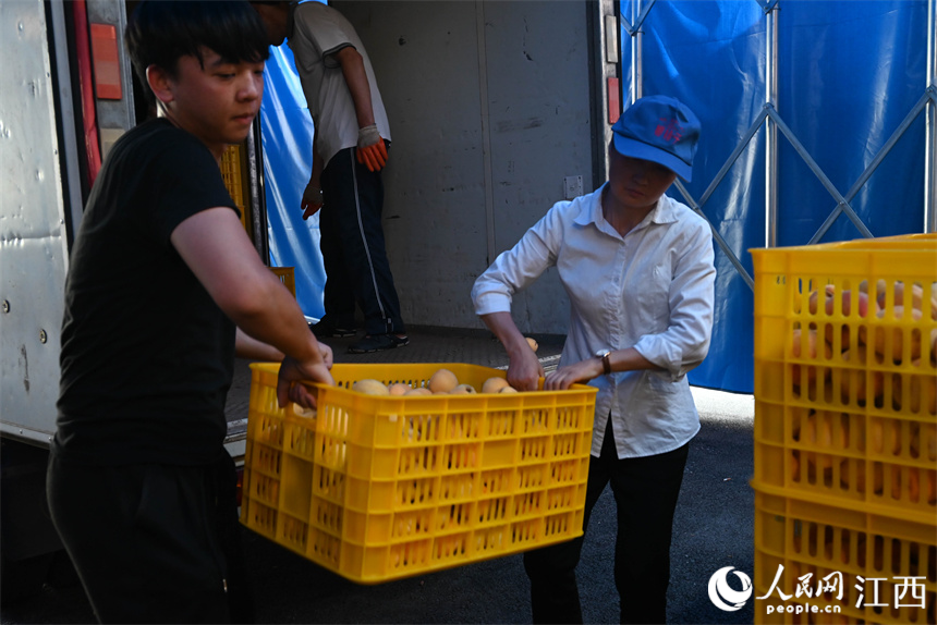 工人正在搬運收購來的黃桃。賴漢晨攝