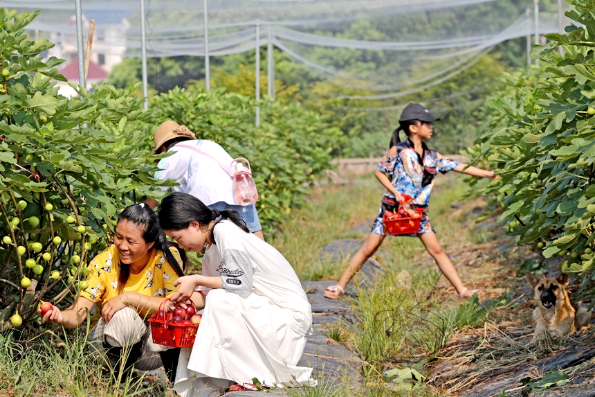 市民在採摘無花果。