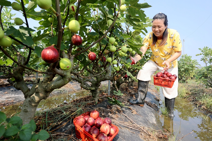 市民在採摘無花果。