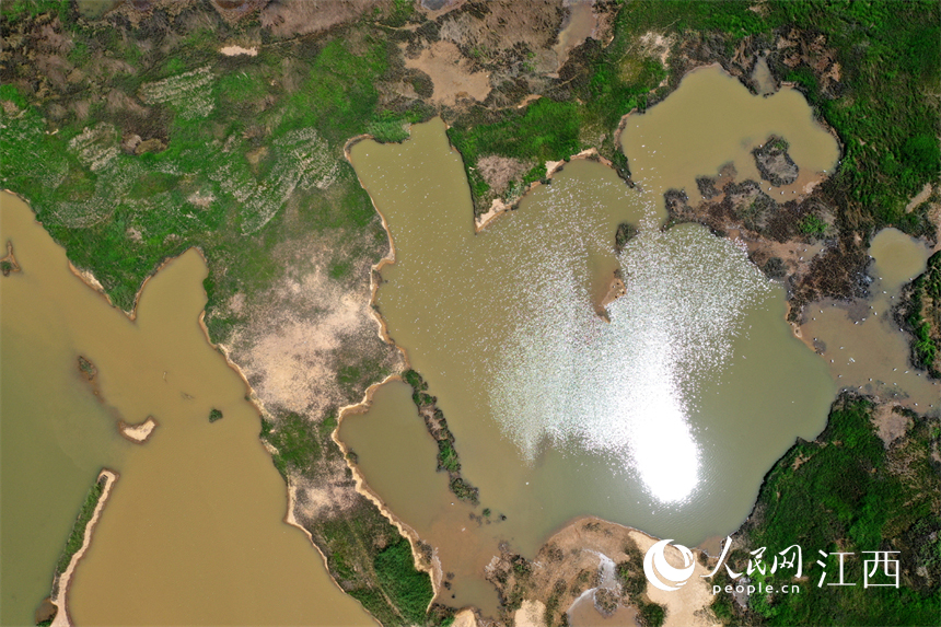 中國最大的淡水湖鄱陽湖水位快速下降，提前進入枯水期。 人民網 時雨攝