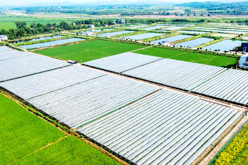 航拍鏡頭下的江西省共青城市金湖鄉葡萄大棚。況建攝 
