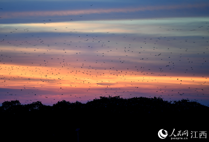 夕阳西下，万鸟归巢，场面颇为壮观。 人民网 时雨摄