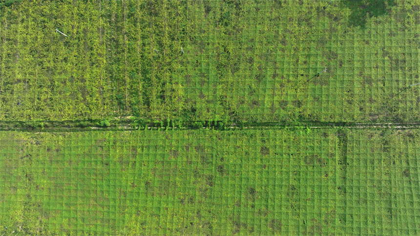 航拍万载县三兴镇万岁村110亩瓜蒌种植基地。邓龙华摄