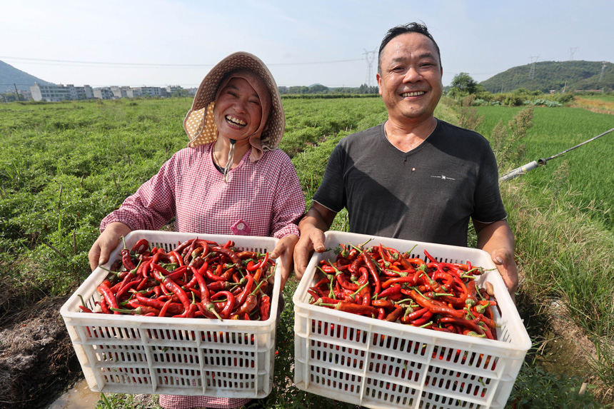 村民王金根、李銀香夫妻在採收辣椒。何江華攝