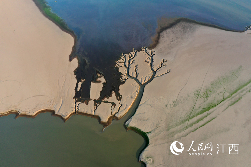 航拍鄱陽湖核心湖區金溪湖，大小湖汊如經絡般向主航道延伸。 人民網 時雨攝