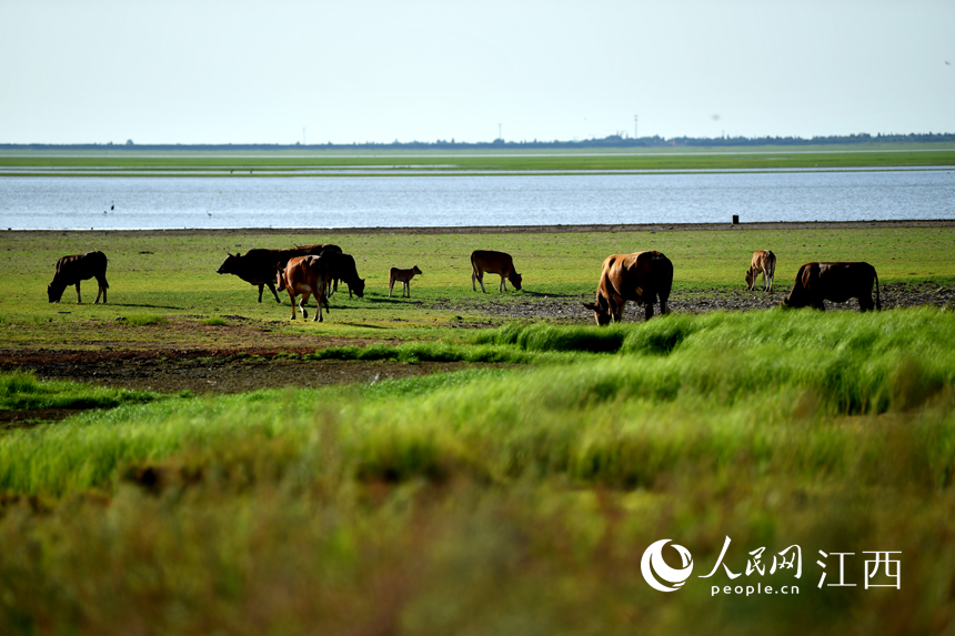 河堤長滿野草，成為牛的天然牧場。 人民網 時雨攝 
