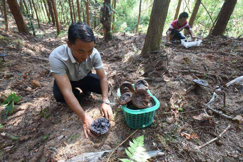 村民正在林下採摘成熟的靈芝。  吳維綱攝
