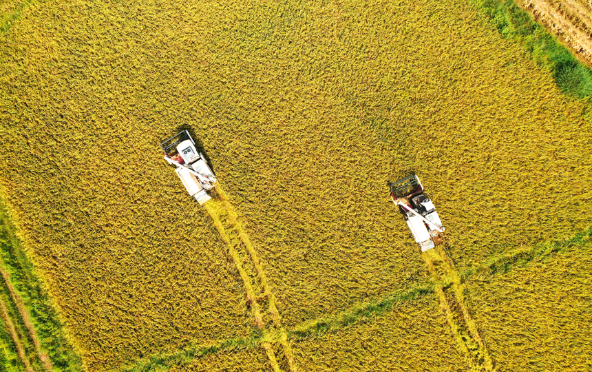 稻浪滾滾滿目金黃，一台台收割機正穿梭於田間作業。楊鬆 攝