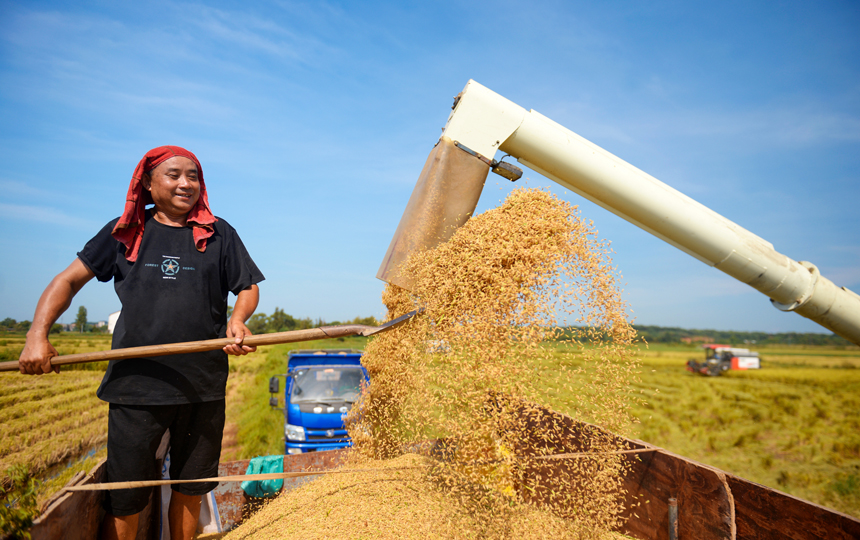 8月23日，閣山鎮種糧大戶在田間收割水稻。楊鬆 攝