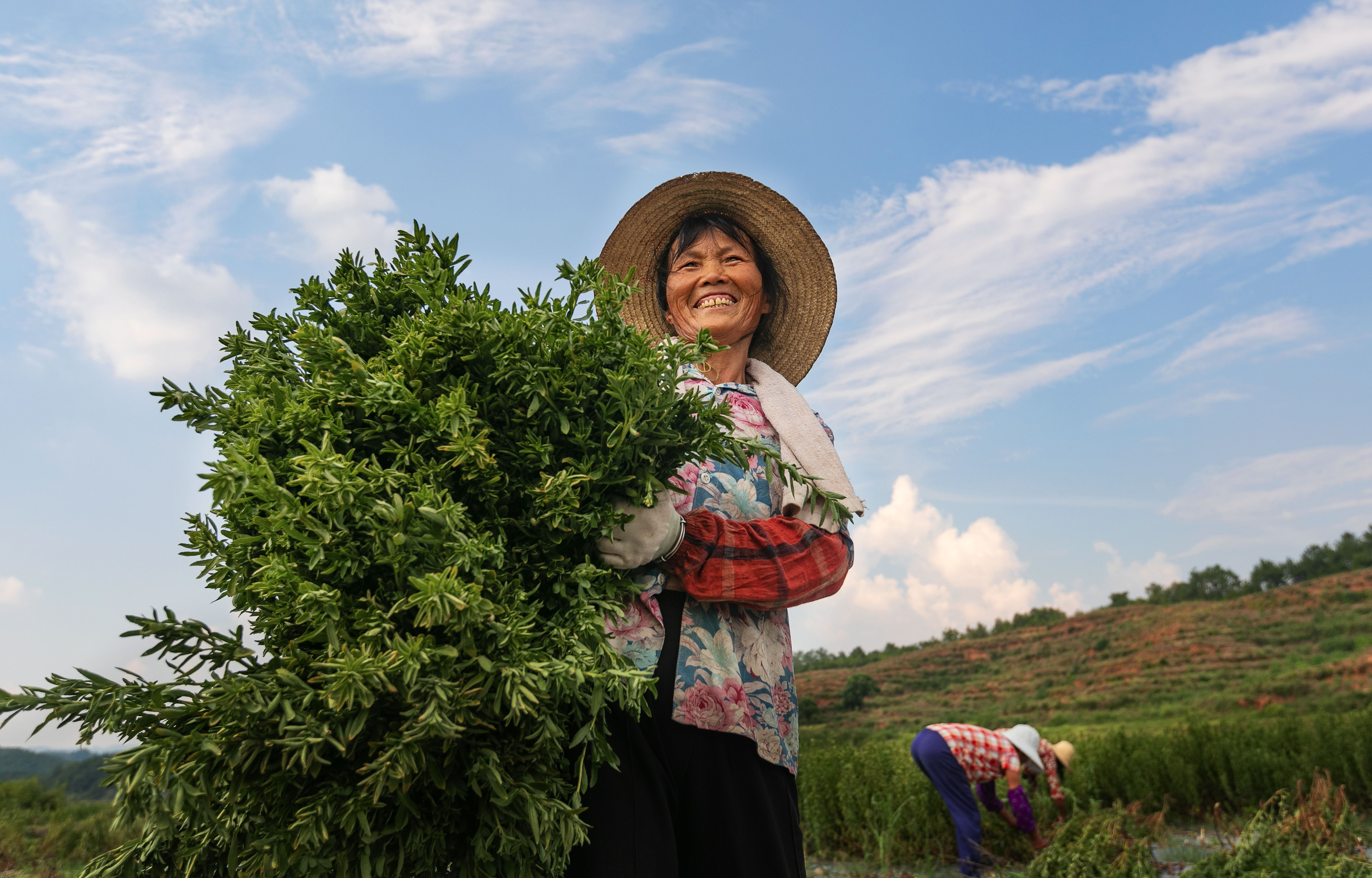在永新县芦溪乡平丰村甜叶菊种植基地，村民在搬运甜叶菊。周亚茂摄