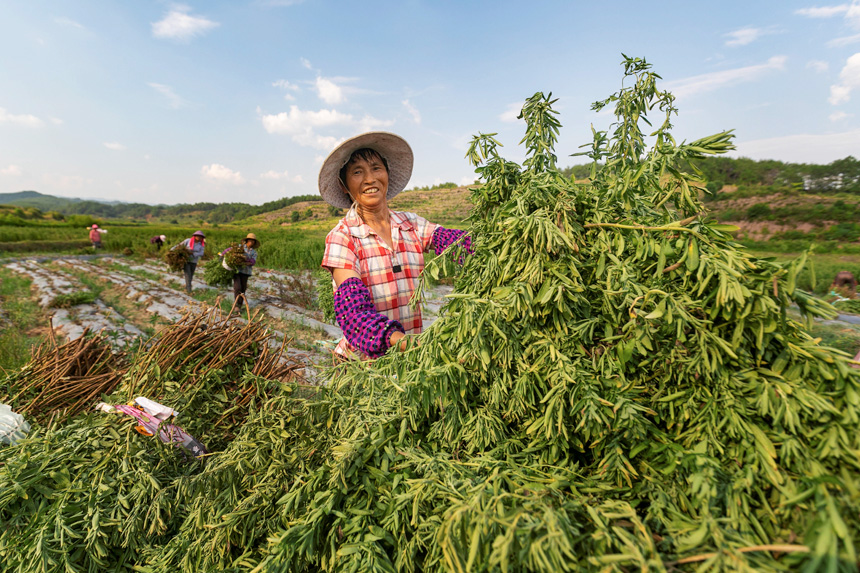 在永新县芦溪乡平丰村甜叶菊种植基地，村民在收割甜叶菊。周亚茂摄