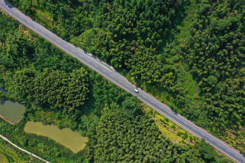 车辆行驶在乐安县G322公路上，犹如穿梭青山绿林间，美不胜收。黄煜摄