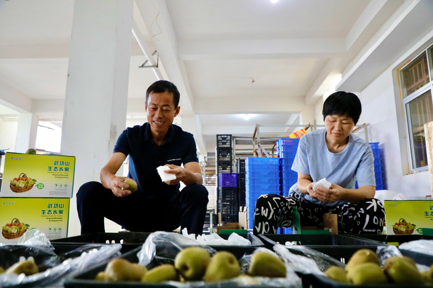 刚摘下的猕猴桃随即打包邮寄给下单客户。 谢凌阳 摄