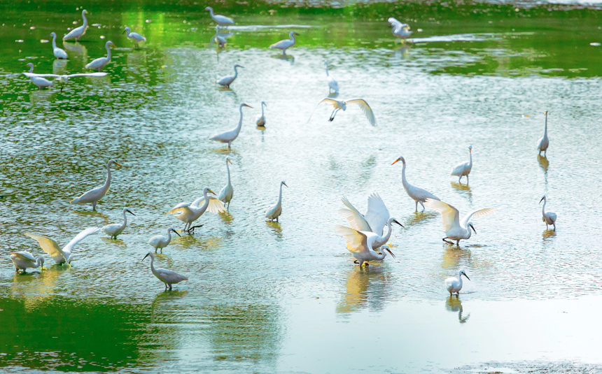 成群的白鹭在山塘里觅食嬉戏，呈现出一派美丽和谐的生态画卷。周亚茂摄