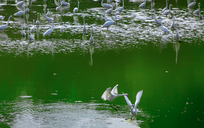 成群的白鷺在山塘裡覓食嬉戲，呈現出一派美麗和諧的生態畫卷。周亞茂攝