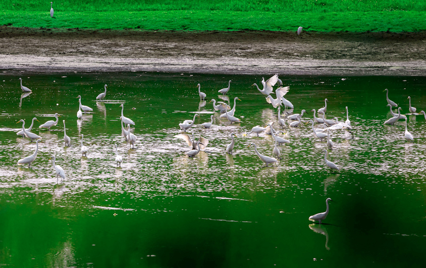 成群的白鷺在山塘裡覓食嬉戲，呈現出一派美麗和諧的生態畫卷。周亞茂攝