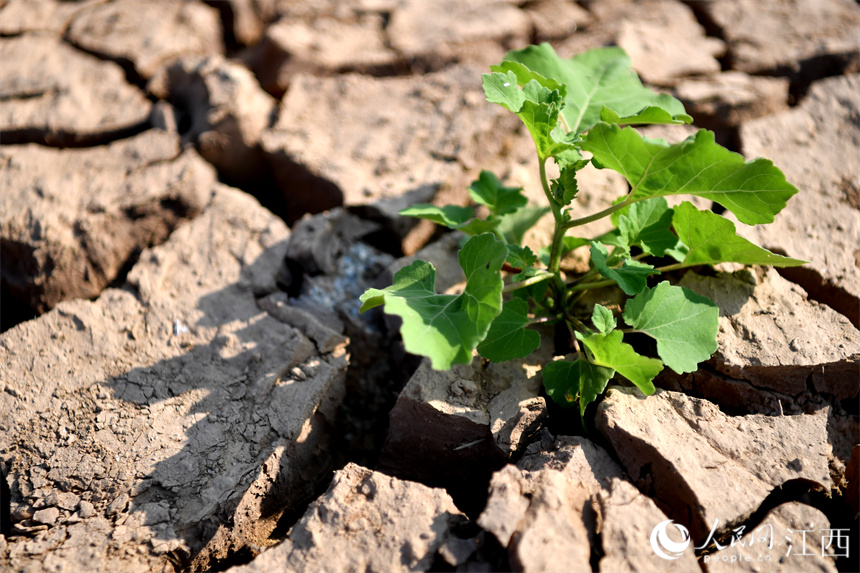 野草從龜裂的河床中生長出來。 人民網 時雨攝