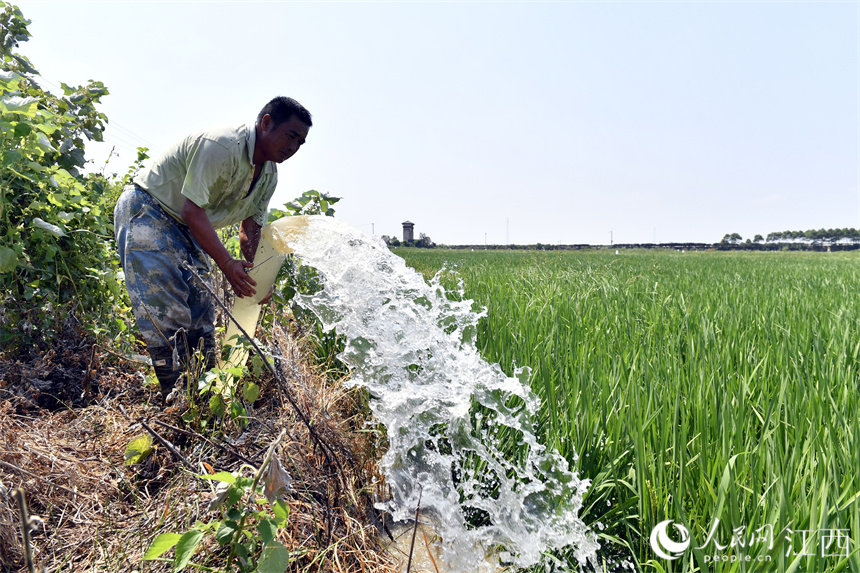 村民正在浇灌稻田。 人民网 时雨摄