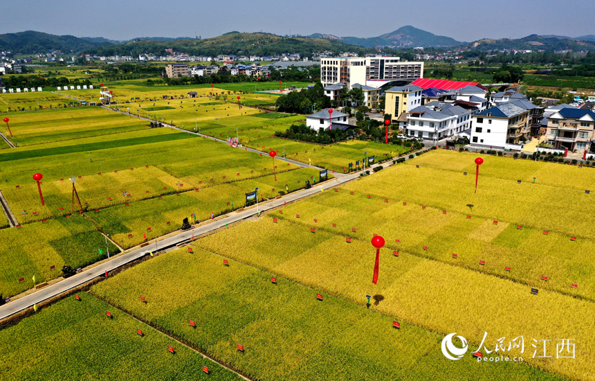 千余亩的制种基地内青黄相间，用于制种的水稻丰收在望。 人民网 时雨摄