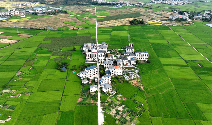 金秋九月，遂川县枚江镇高标准农田美如画。李建平摄