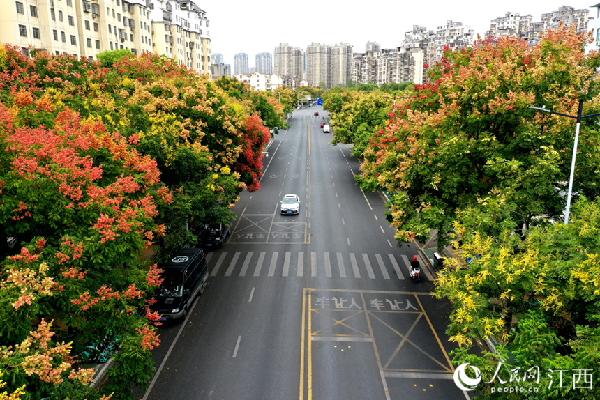 南昌红谷滩区丽景路上栾树色彩斑斓,给城市道路增添了一份独特的韵味。 人民网 时雨摄