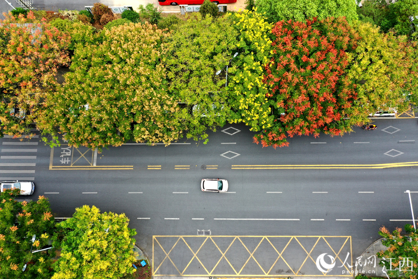 南昌红谷滩区丽景路上栾树色彩斑斓，给城市道路增添了一份独特的韵味。 人民网 时雨摄