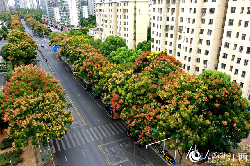 南昌红谷滩区丽景路上栾树色彩斑斓，给城市道路增添了一份独特的韵味。 人民网 时雨摄