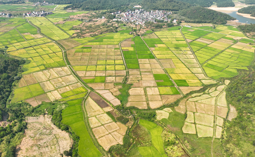 9月19日,空中俯瞰江西省丰城市董家镇老塘村稻田景色.王堃摄