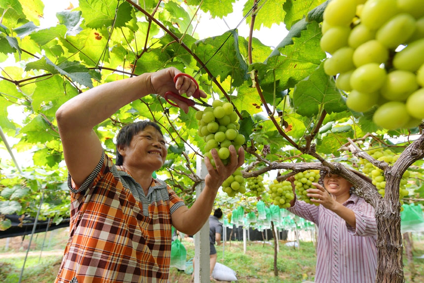 果农在梅香葡萄园采摘葡萄。詹继成摄