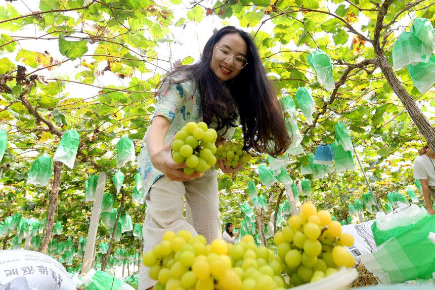 游客在梅香葡萄园采摘葡萄。詹继成摄