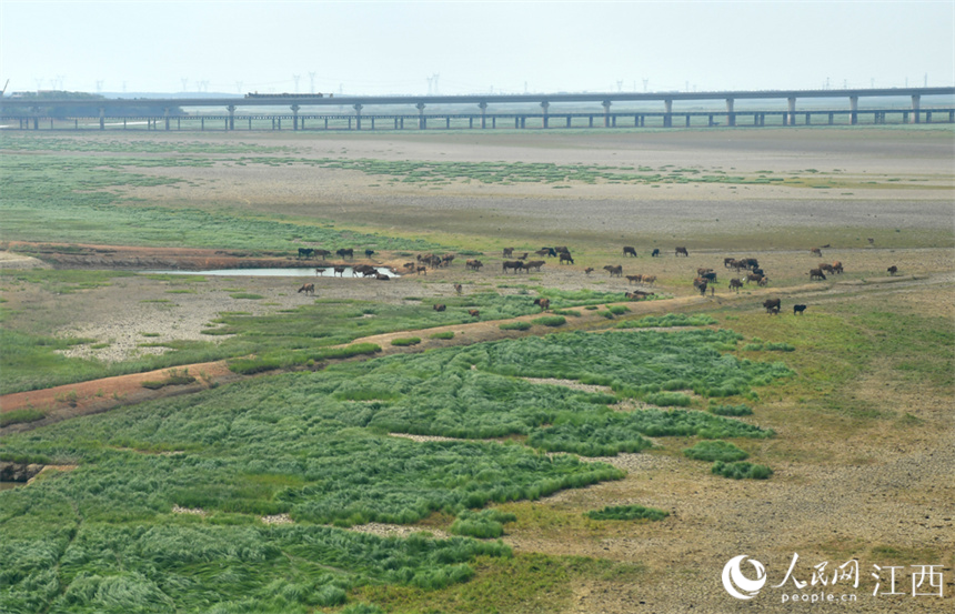 牛群在长满草的湖区觅食。 人民网 时雨摄