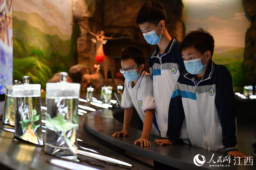 在中医药博物馆内，学生们正在仔细观察中药材标本。 人民网 时雨摄