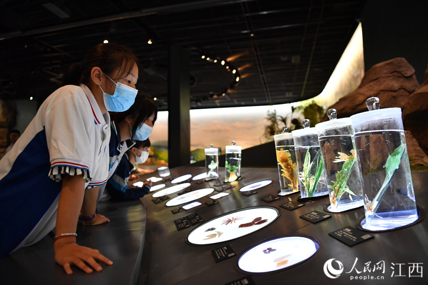 在中医药博物馆内，学生们正在仔细观察中药材标本。 人民网 时雨摄