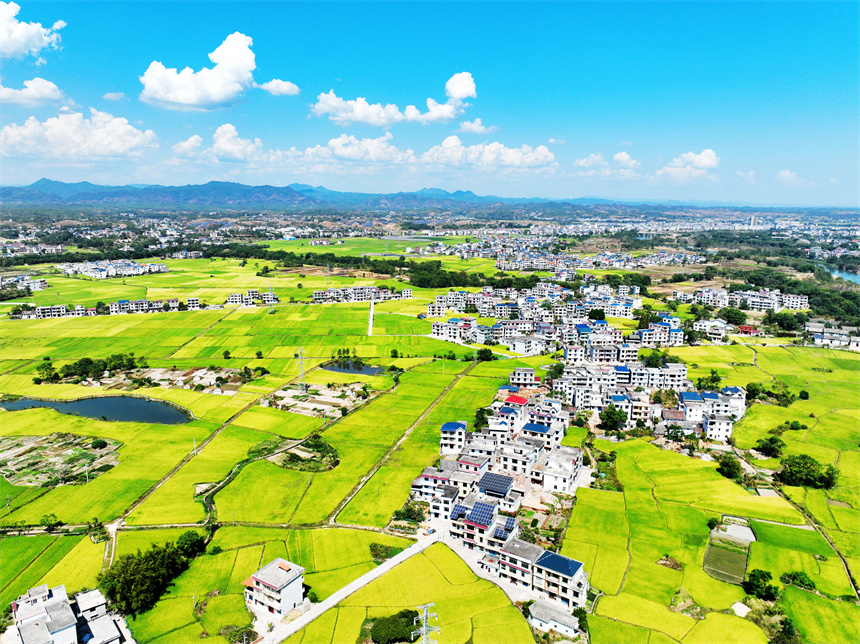 秋日稻田黄绿相间犹如风景油画。李建平摄
