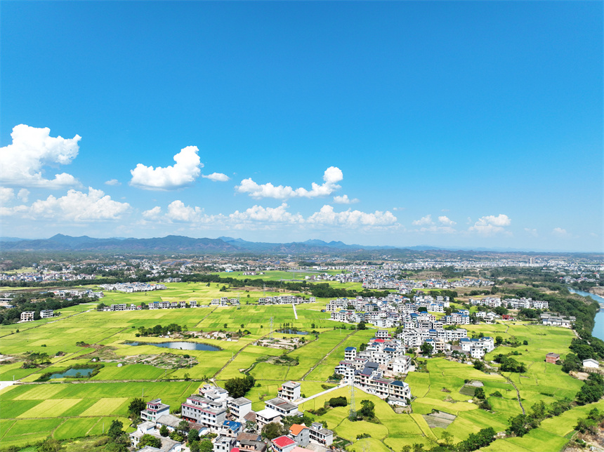 秋日稻田黄绿相间犹如风景油画。李建平摄