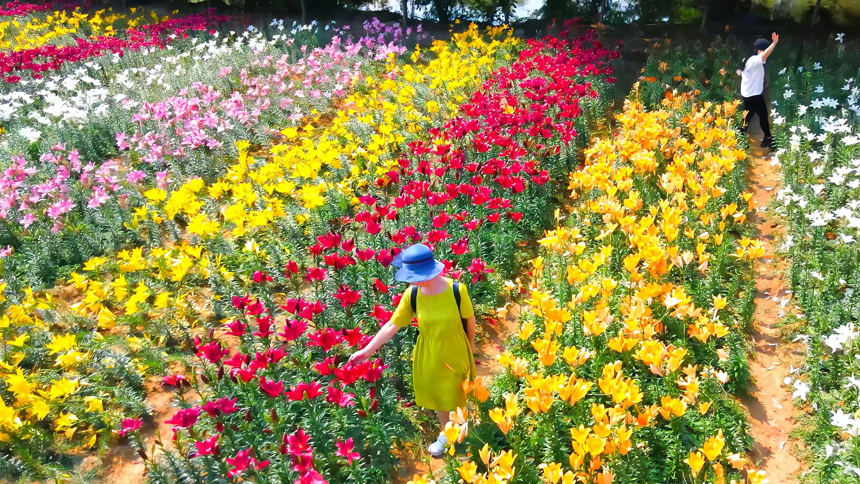 鳳凰溝園內數十畝百合花綻放 虞亮亮攝