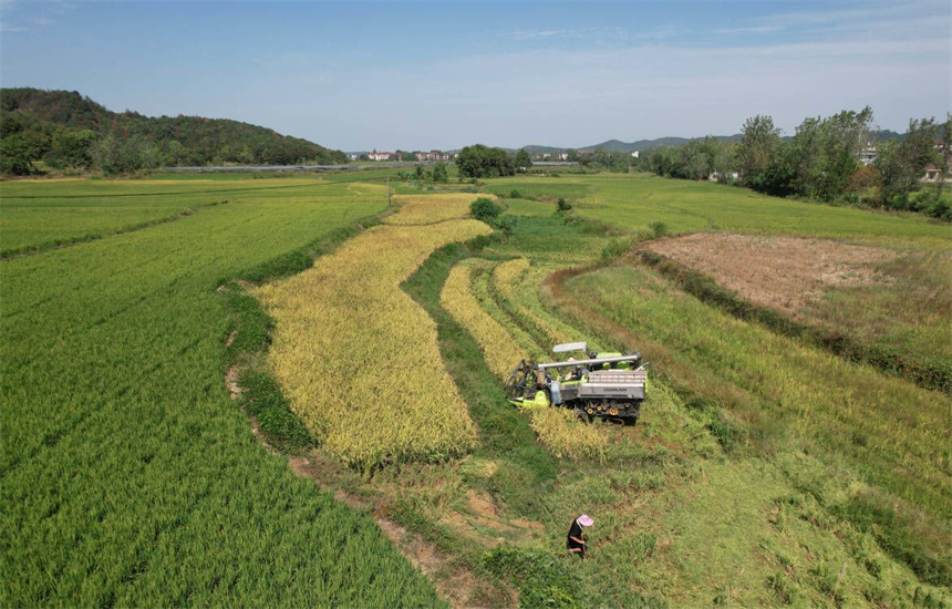 村民正在收割水稻，确保颗粒归仓。饶方其摄
