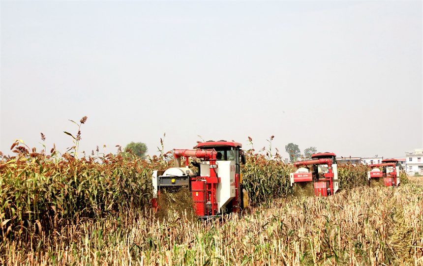 彭澤縣棉船鎮紅高粱陸續成熟，呈現繁忙豐收景象。凌雲攝