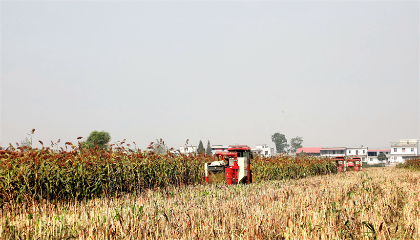 彭澤縣棉船鎮紅高粱陸續成熟，呈現繁忙豐收景象。凌雲攝