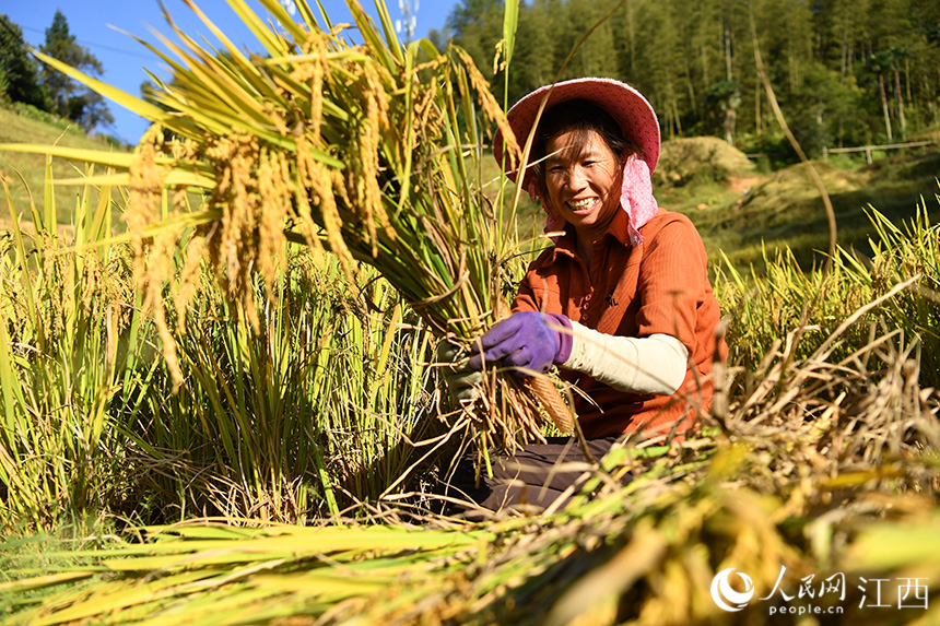 村民正在梯田里收割水稻，脸上洋溢着丰收的喜悦。 人民网 时雨摄