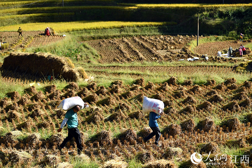 村民们将一袋袋装满稻谷的袋子扛到田边装运归仓。 人民网 时雨摄