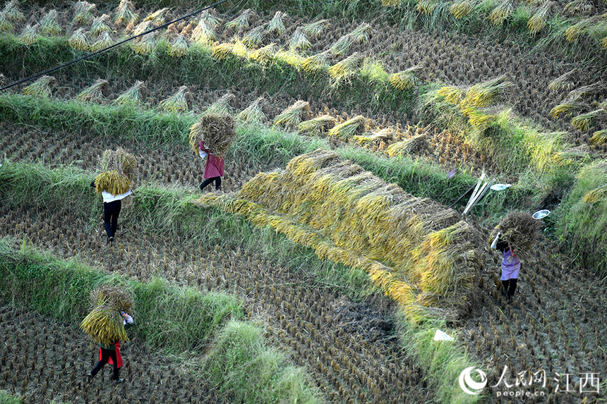 村民们将收割的水稻归拢，准备在田间打谷脱粒。 人民网 时雨摄