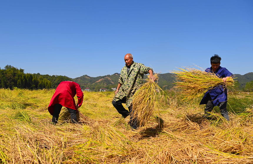 农民在山脚田收割柳条糯谷。