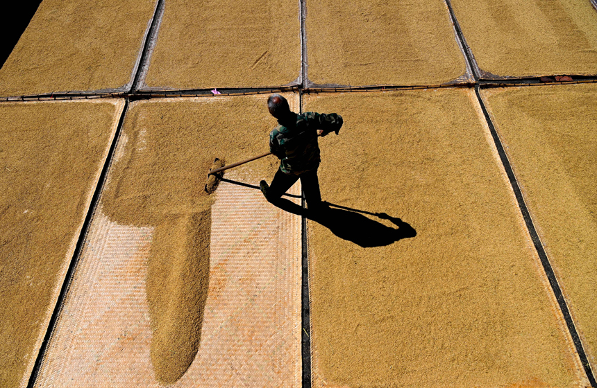 农民在晾晒柳条糯谷。