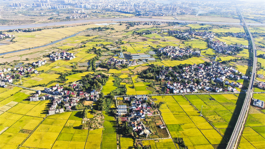 吉安市曲濑镇高标准农田建设区，晚稻陆续成熟，田野一片金黄。李军摄