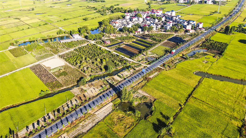 吉安市曲濑镇高标准农田建设区，晚稻陆续成熟，田野一片金黄。李军摄