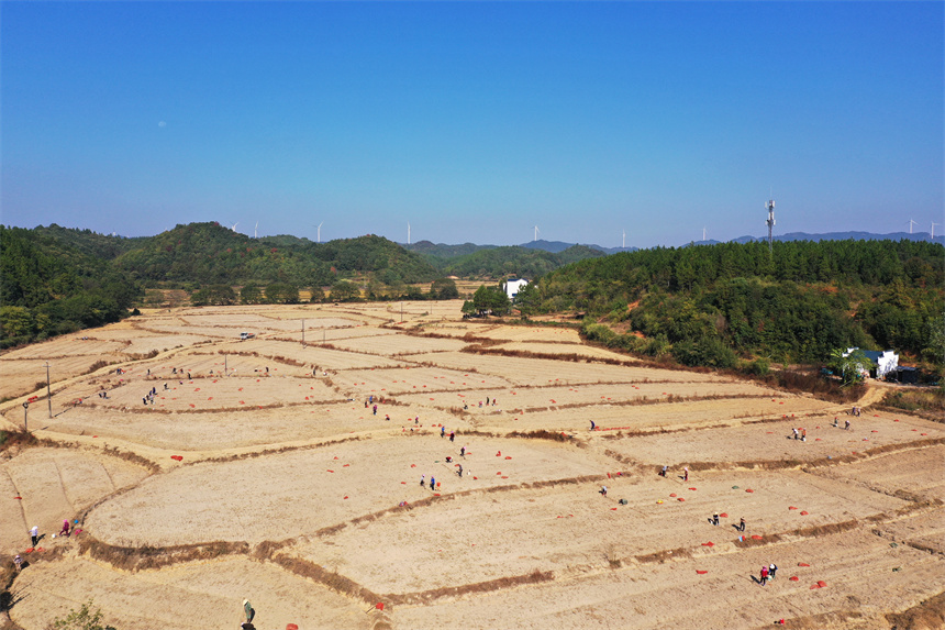 村民們在田間種植藠頭，提高農業生產效益。 饒方其攝